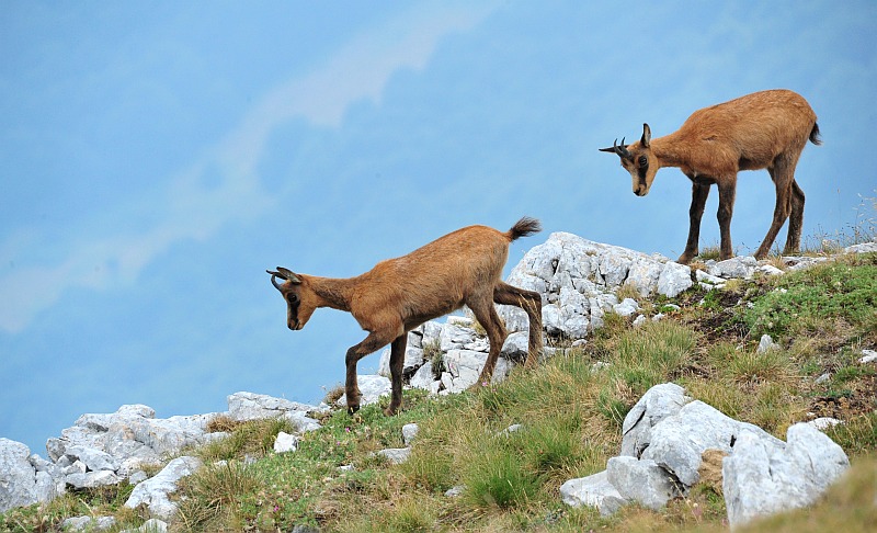 Camoscio d''Abruzzo Rupicapra pyrenaica ornata