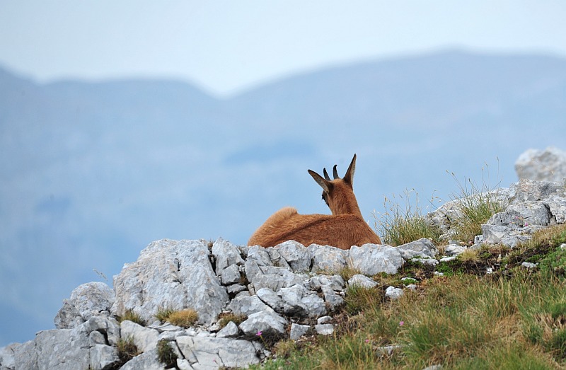Camoscio d''Abruzzo Rupicapra pyrenaica ornata