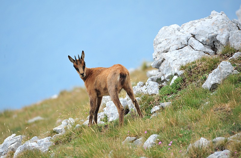 Camoscio d''Abruzzo Rupicapra pyrenaica ornata