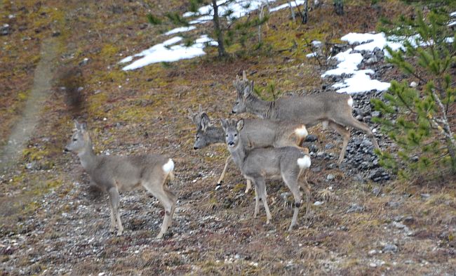 Caprioli nel Parco Nazionale d''Abruzzo