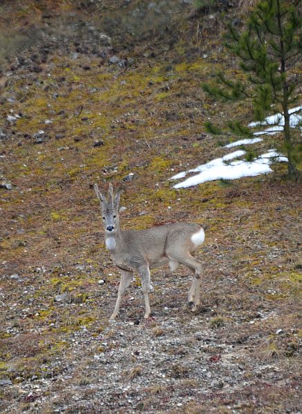 Caprioli nel Parco Nazionale d''Abruzzo
