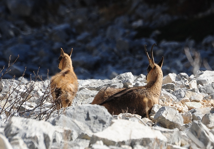 Camoscio d''Abruzzo Rupicapra pyrenaica ornata
