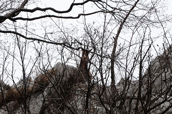 Camoscio d''Abruzzo Rupicapra pyrenaica ornata