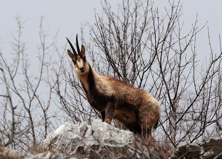 Camoscio d''Abruzzo Rupicapra pyrenaica ornata