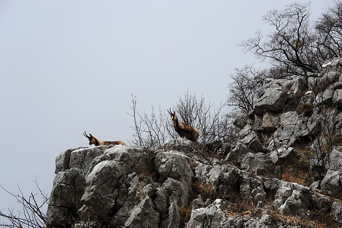Camoscio d''Abruzzo Rupicapra pyrenaica ornata