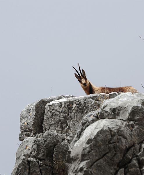 Camoscio d''Abruzzo Rupicapra pyrenaica ornata