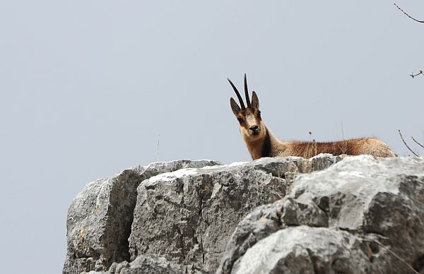 Camoscio d''Abruzzo Rupicapra pyrenaica ornata
