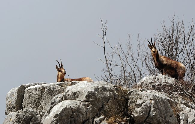 Camoscio d''Abruzzo Rupicapra pyrenaica ornata