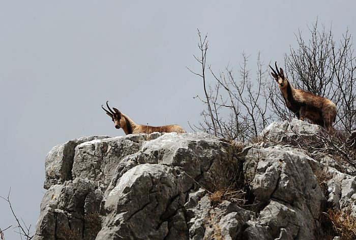 Camoscio d''Abruzzo Rupicapra pyrenaica ornata