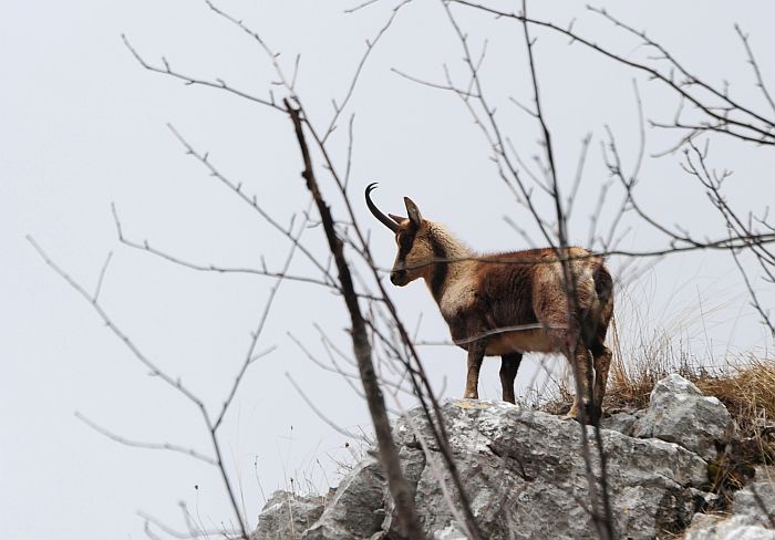 Camoscio d''Abruzzo Rupicapra pyrenaica ornata