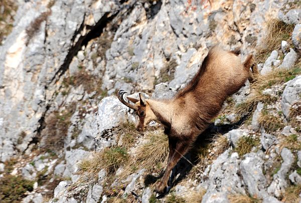 Monte Amaro nel Parco Nazionale d''Abruzzo