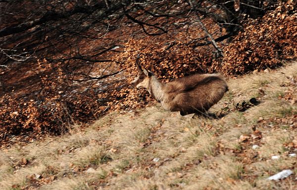 Camoscio d''Abruzzo Rupicapra pyrenaica ornata