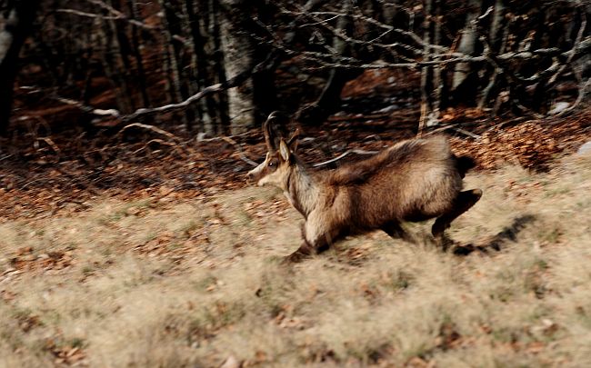 Camoscio d''Abruzzo Rupicapra pyrenaica ornata
