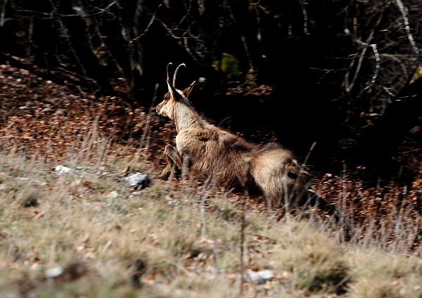 Camoscio d''Abruzzo Rupicapra pyrenaica ornata