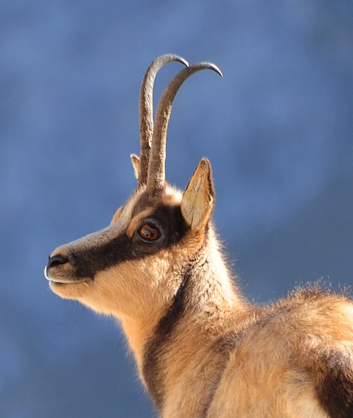 Camoscio d''Abruzzo Rupicapra pyrenaica ornata
