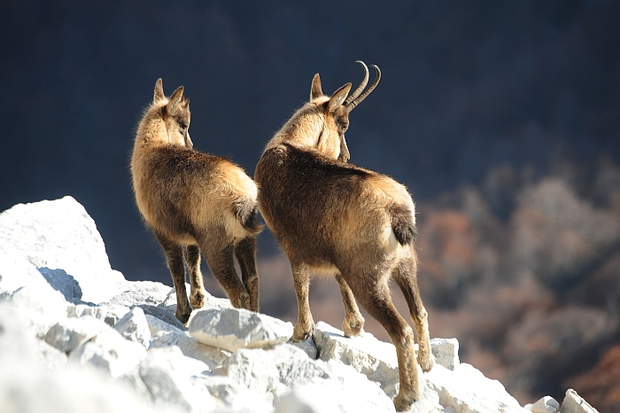 Camoscio d''Abruzzo Rupicapra pyrenaica ornata