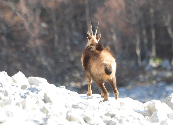 Camoscio d''Abruzzo Rupicapra pyrenaica ornata