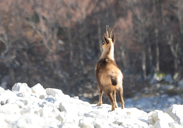 Camoscio d''Abruzzo Rupicapra pyrenaica ornata