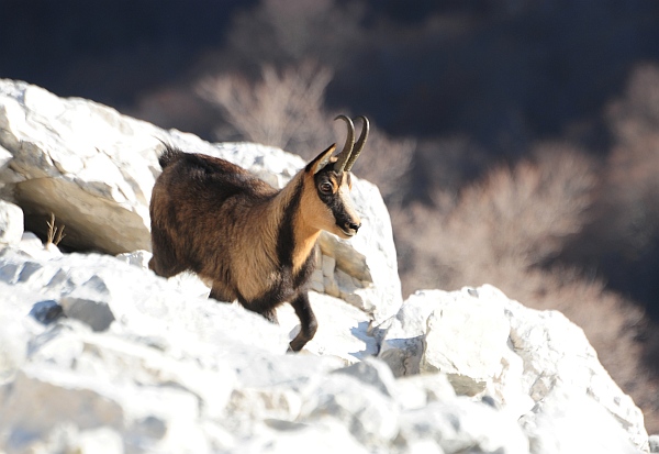 Camoscio d''Abruzzo Rupicapra pyrenaica ornata