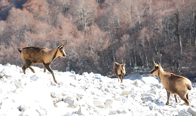 Camoscio d''Abruzzo Rupicapra pyrenaica ornata