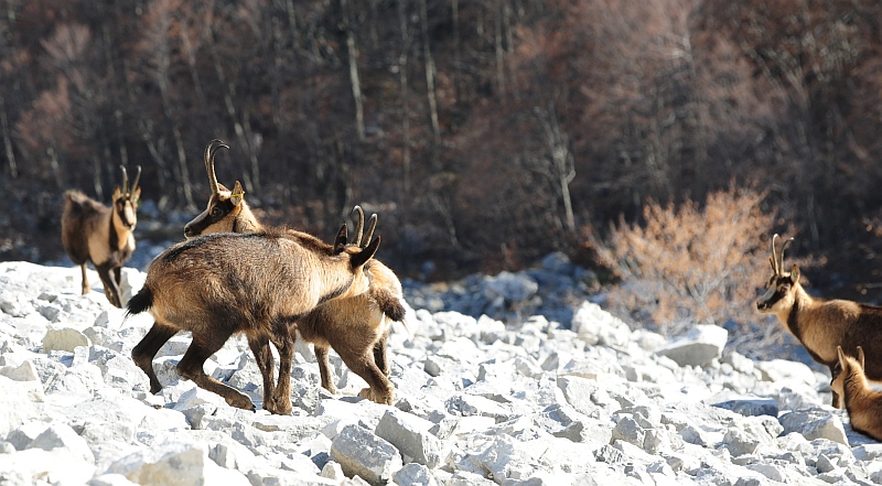 Camoscio d''Abruzzo Rupicapra pyrenaica ornata