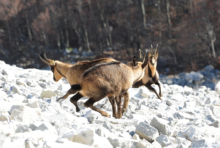 Camoscio d''Abruzzo Rupicapra pyrenaica ornata