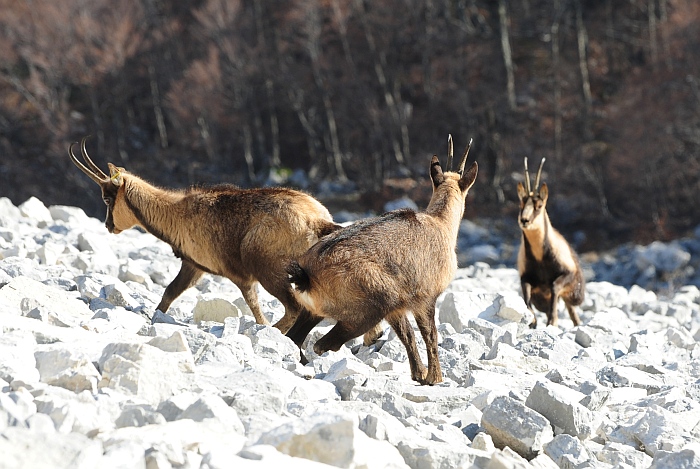 Camoscio d''Abruzzo Rupicapra pyrenaica ornata