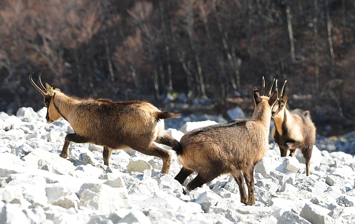 Camoscio d''Abruzzo Rupicapra pyrenaica ornata