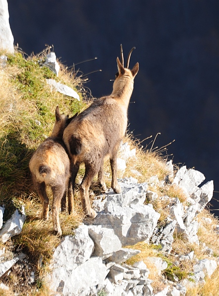 Camoscio d''Abruzzo Rupicapra pyrenaica ornata