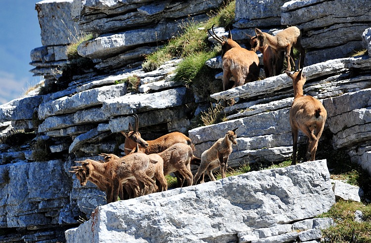 Camoscio d''Abruzzo Rupicapra pyrenaica ornata