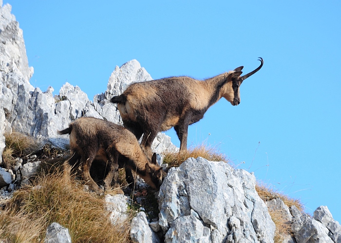 Camoscio d''Abruzzo Rupicapra pyrenaica ornata
