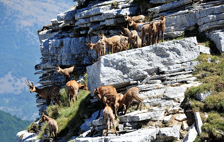 Camoscio d''Abruzzo Rupicapra pyrenaica ornata