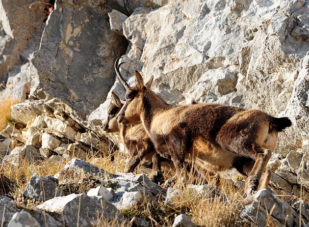 Camoscio d''Abruzzo Rupicapra pyrenaica ornata