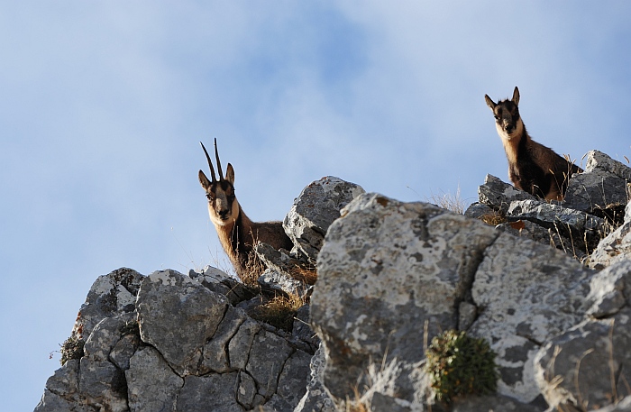 Camoscio d''Abruzzo Rupicapra pyrenaica ornata