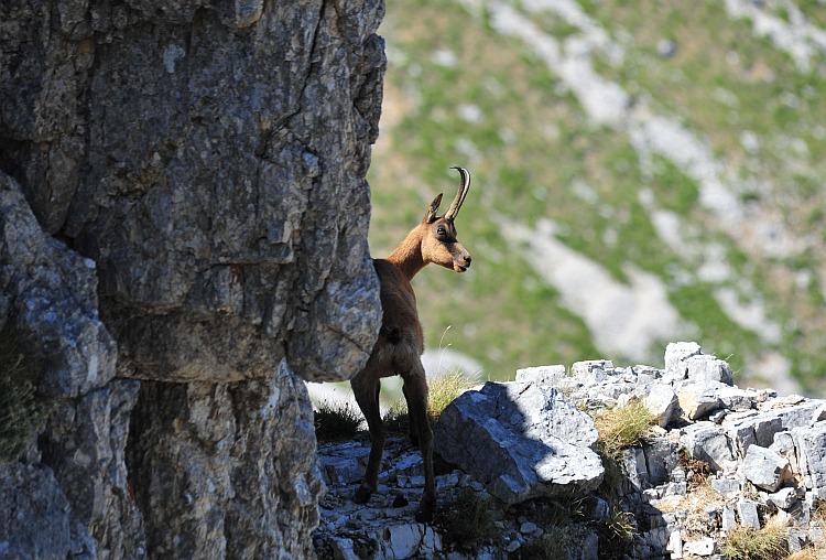 Camoscio d''Abruzzo Rupicapra pyrenaica ornata