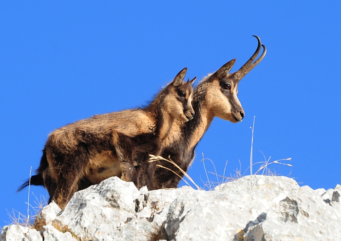 Camoscio d''Abruzzo Rupicapra pyrenaica ornata