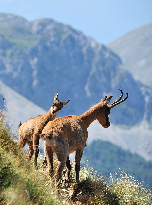 Camoscio d''Abruzzo Rupicapra pyrenaica ornata