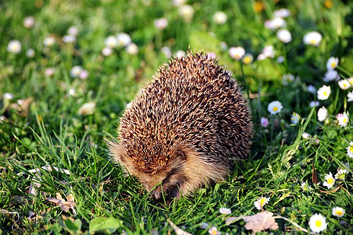 Erinaceus europaeus