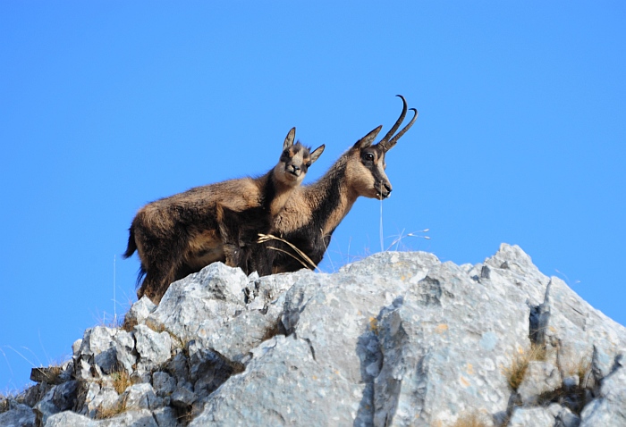 Camoscio d''Abruzzo Rupicapra pyrenaica ornata