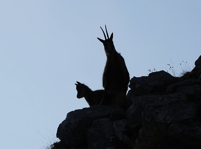 Camoscio d''Abruzzo Rupicapra pyrenaica ornata