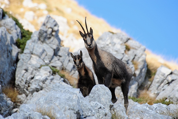 Camoscio d''Abruzzo Rupicapra pyrenaica ornata