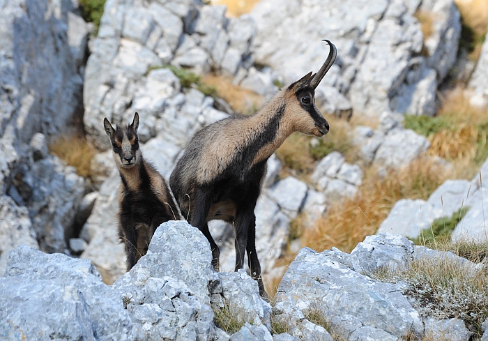 Camoscio d''Abruzzo Rupicapra pyrenaica ornata