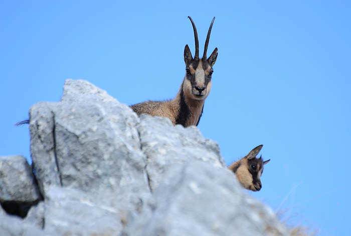 Camoscio d''Abruzzo Rupicapra pyrenaica ornata