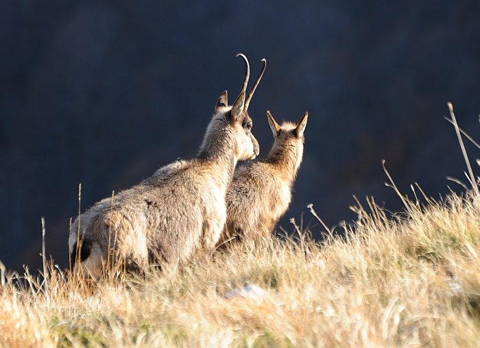 Camoscio d''Abruzzo Rupicapra pyrenaica ornata