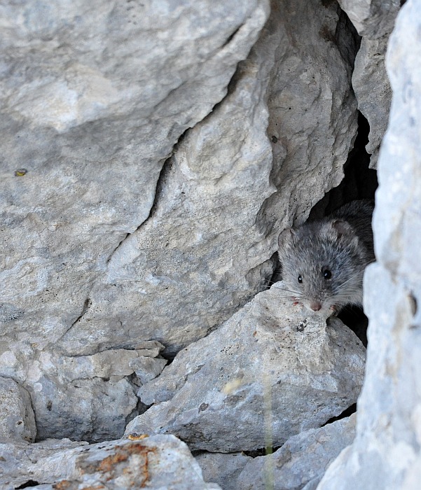 Arvicola delle nevi - Monti della Meta (versante laziale)
