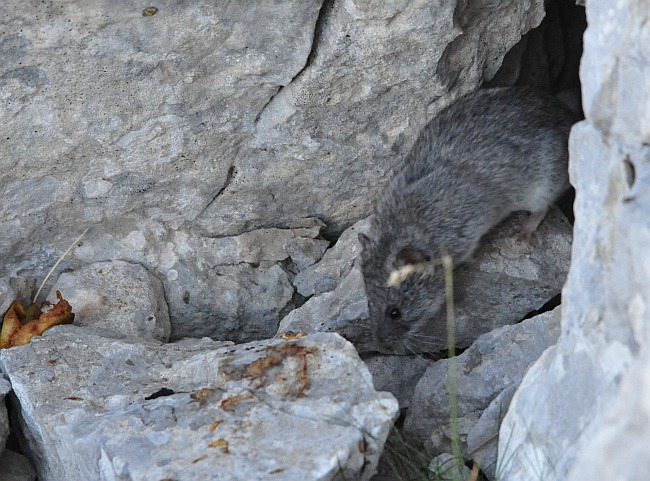 Arvicola delle nevi - Monti della Meta (versante laziale)