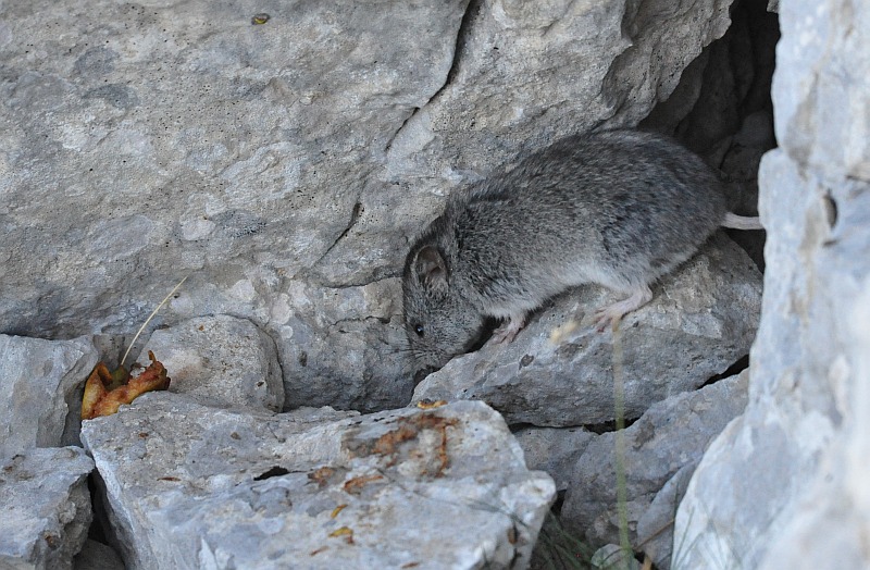 Arvicola delle nevi - Monti della Meta (versante laziale)