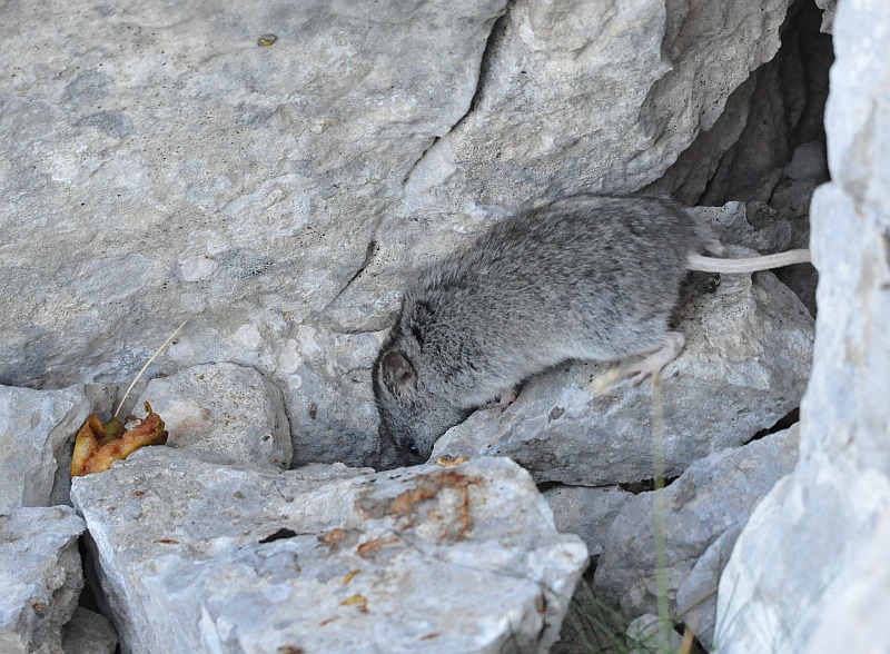 Arvicola delle nevi - Monti della Meta (versante laziale)