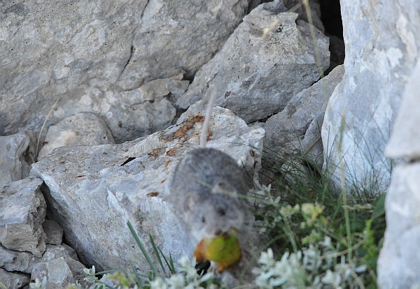 Arvicola delle nevi - Monti della Meta (versante laziale)
