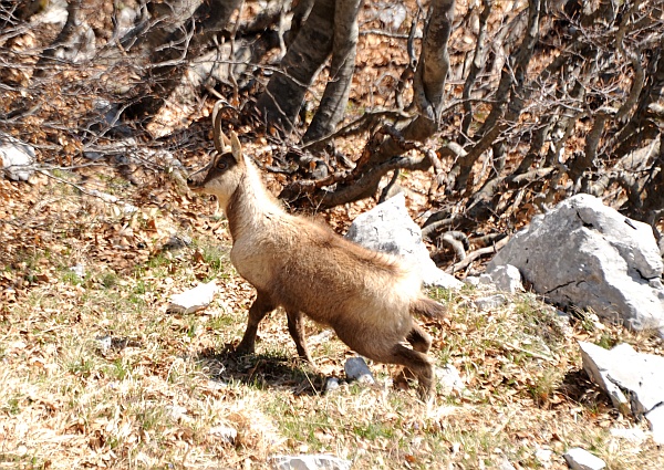 Camoscio d''Abruzzo Rupicapra pyrenaica ornata
